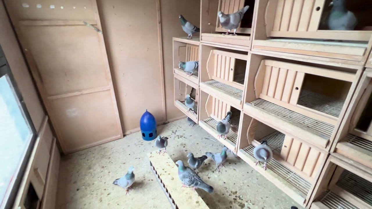 Спортивные голуби в Германии / подготовка к разведению/ racing pigeons germany
