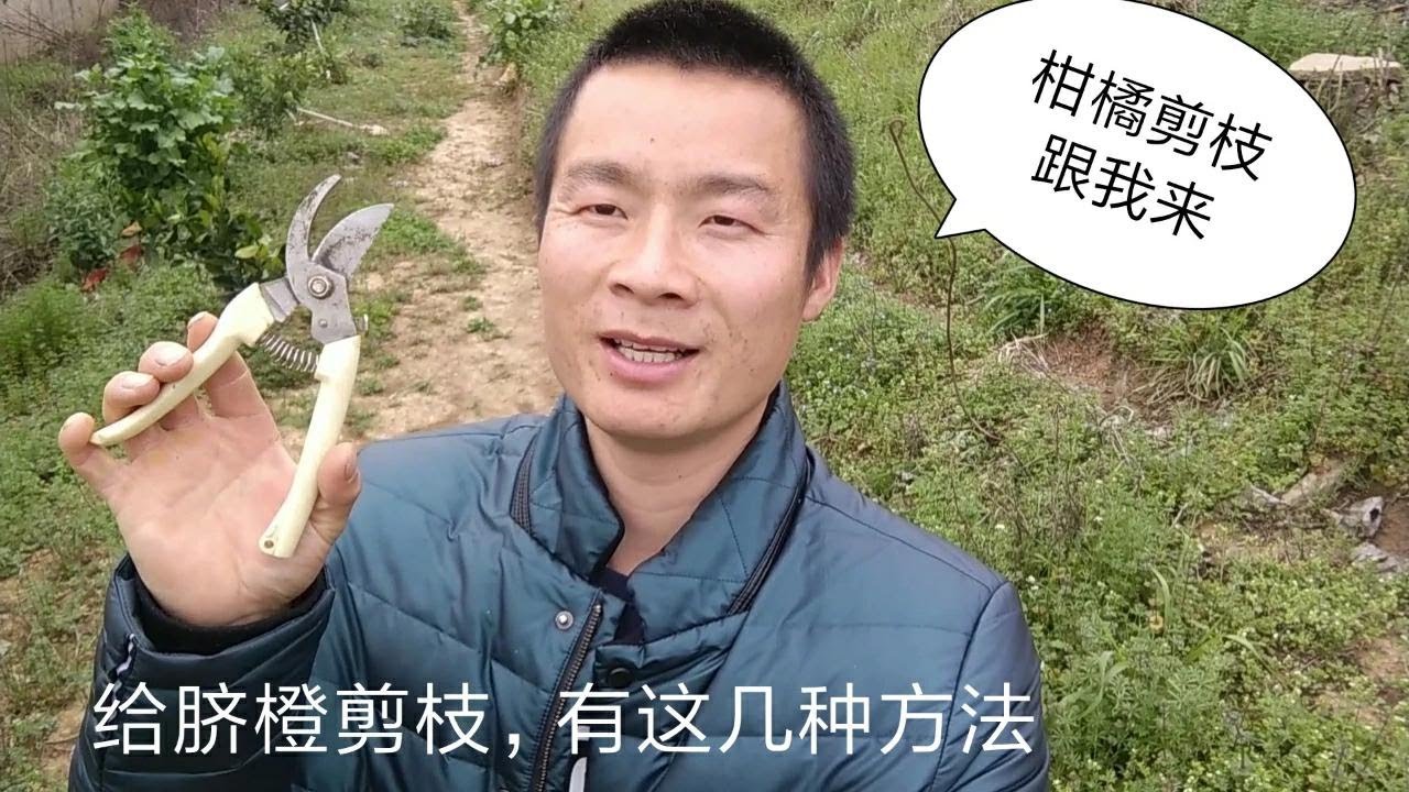 柑橘怎样剪枝？阿金分享脐橙树剪枝经验，果园管理技术