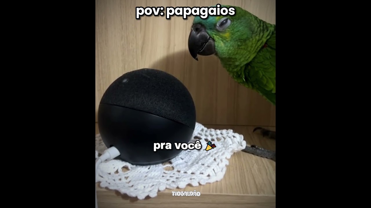 papagaio imitador l #humor #engra&ccedil;ado #animais