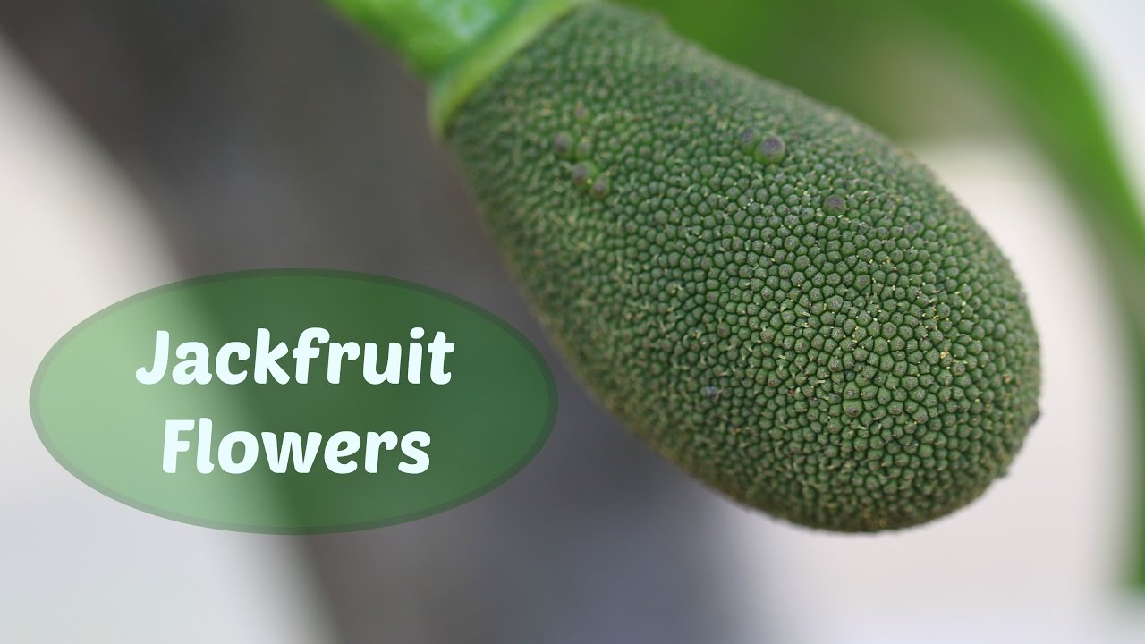 Jackfruit Flowers - How to Tell the Difference Between  Male and Female Flowers / How to Pollination