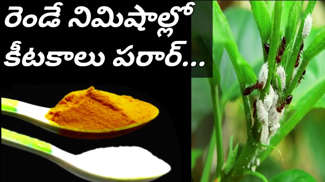 రెండే నిమిషాల్లో రూపాయి ఖర్చు లేకుండా చీడపీడల్ని తరిమెయ్యండి/how to make organic pesticide at home.