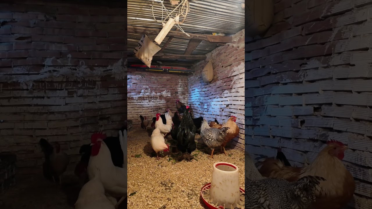 فاش كيقول ليا شي .... حد اش داك للدجاج🐓