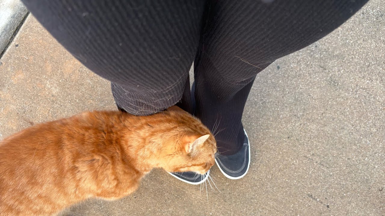ASMR~Squishy Walking and kitty
