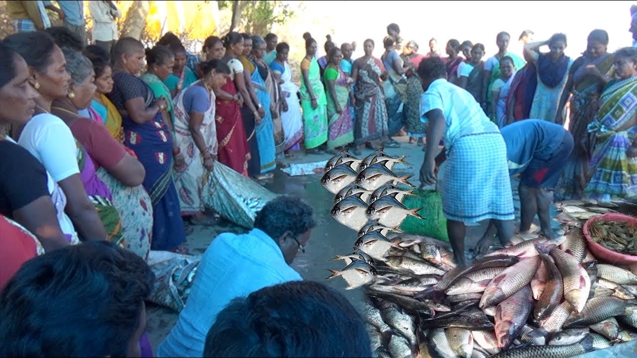 Daily Fish Auction in Yanam Beach fish market, Fish sellers and buyers @Yanam Beach