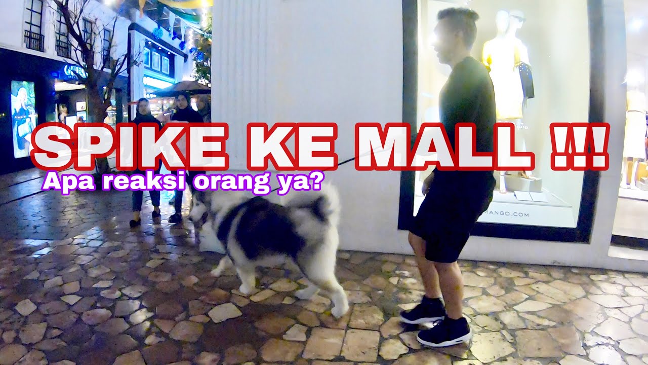 SPIKE MASUK MALL - VLOG ( Dog going to the mall )