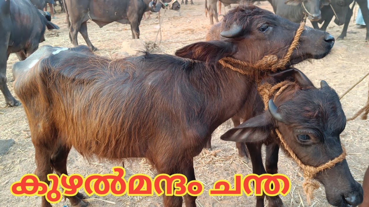 Kuzhalmannam chandha | കേരളത്തിലെ NO:1 ചന്ത | Buffalo| TECH AND VLOGS