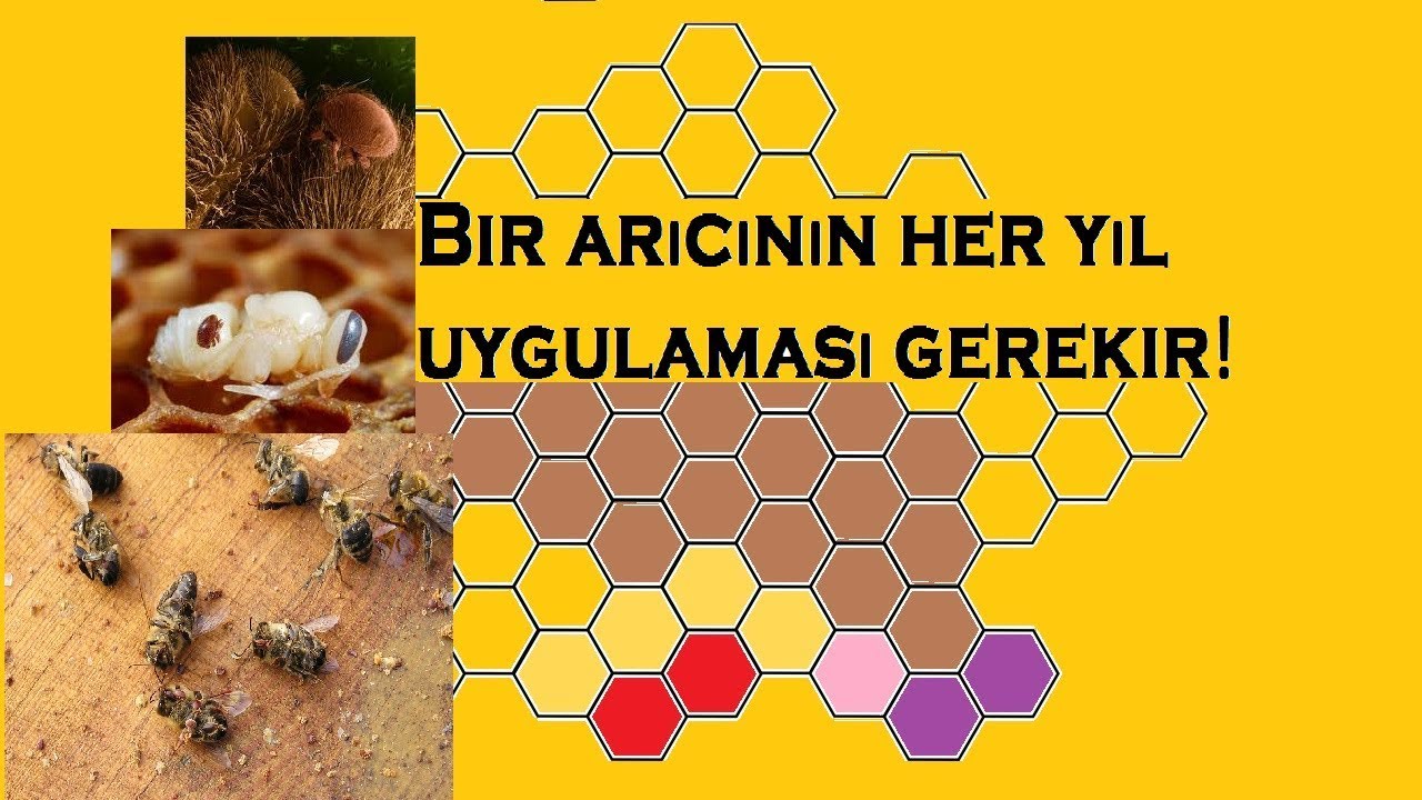 Arılara dumanlı Varroa ilacı │Uygulanması │Etkisi │Önemi