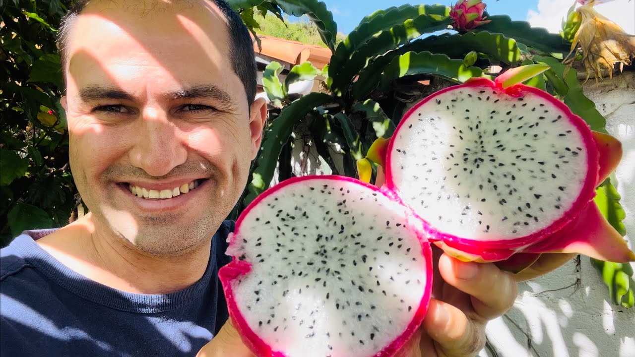 PONTO CERTO DE COLHER A PITAYA