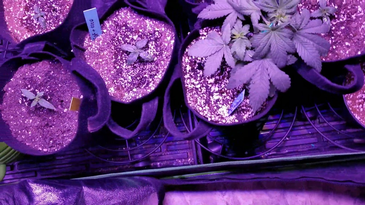 Viparspectra 450 still good