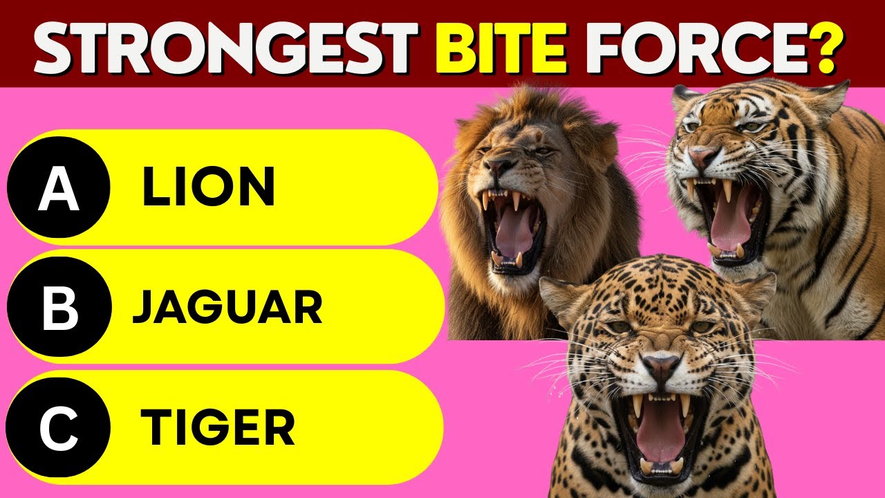 Big Cat Quiz That'll Surprise You — What's Your Score? | Quiz Terrain