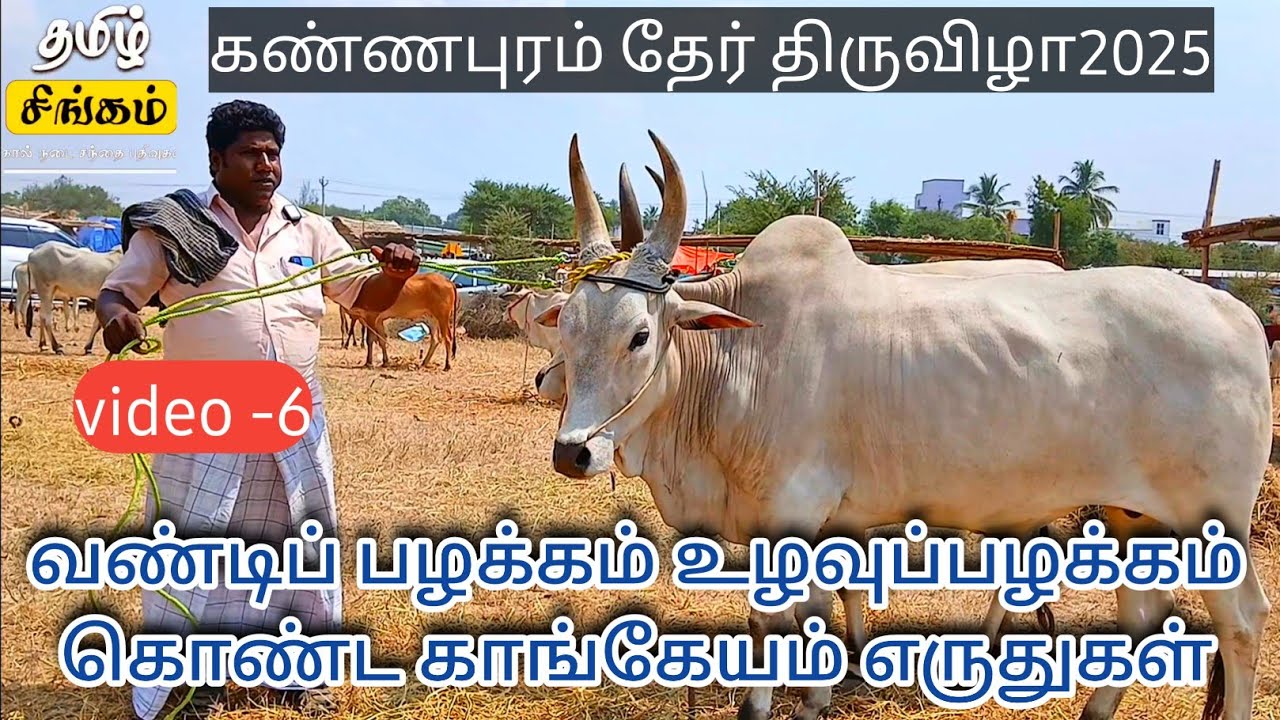 #கண்ணபுரம் தேர்திருவிழா 2025| வண்டிப் பழக்கம் உழவுப்பழக்கம் கொண்ட காங்கேயம்எருது கொண்டு வந்தேன்