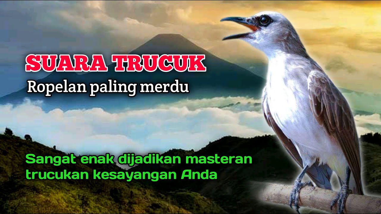 Suara Burung Trucuk Gacor Ropelan Paling Merdu Sangat Enak Di Jadikan Masteran Trucukan Anda