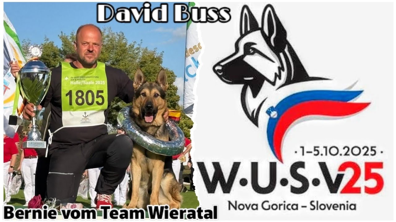 WUSV WM 2025 Vizemeister David Buss 🇩🇪 & Bernie vom Team Wieratal_Schutzdienst #germanshepherd 