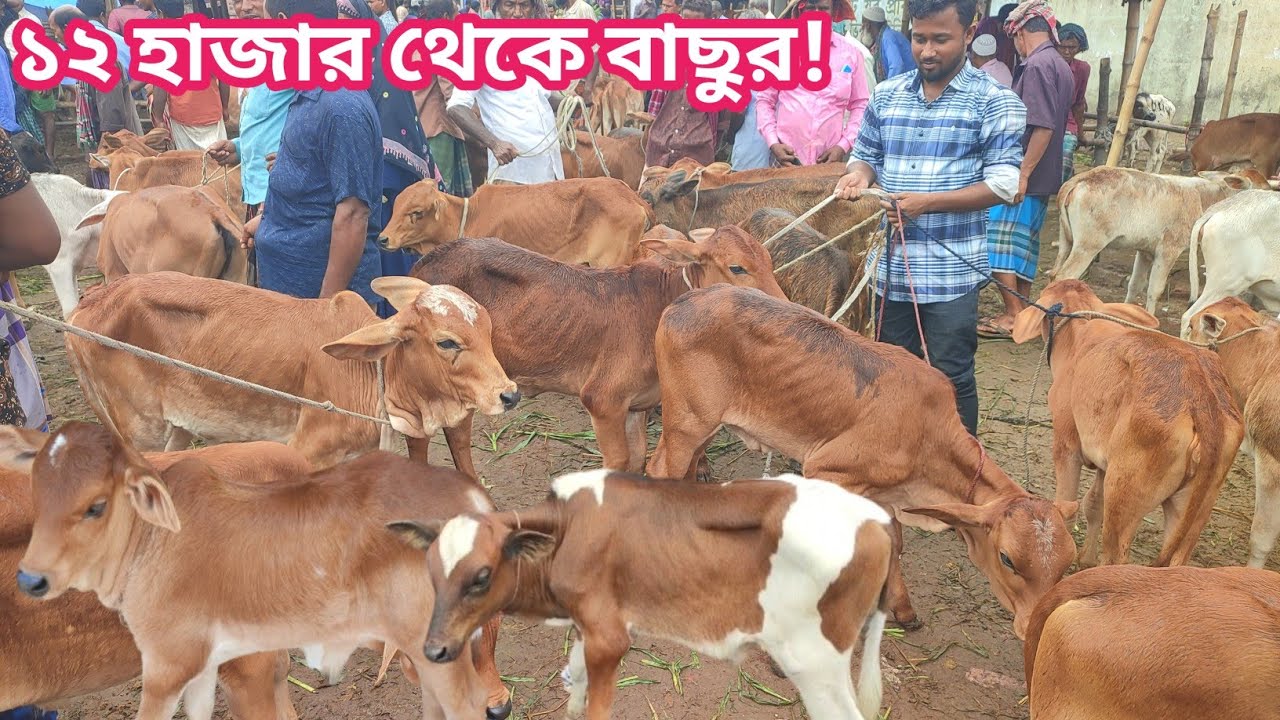 আজ ২৭ মে ২৪ | সবচেয়ে ছোট ছোট ষাঁড় ও বকনা বাছুর গরুর দাম | আমবাড়ী হাট