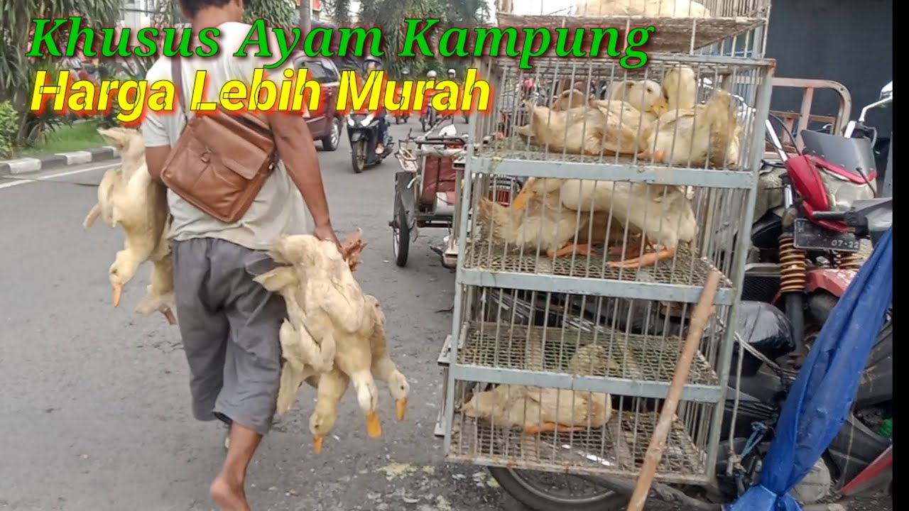 sepanjang jalan ini isinya penjual ayam,bebek ,mentok,dan burung di pasar Wadung asri Sidoarjo 