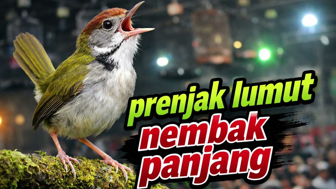masteran prenjak ngetir panjang || Prenjak Gacor Suara Ampuh💯% BIKIN PRENJAK ANDA JADI ISTIMEWA