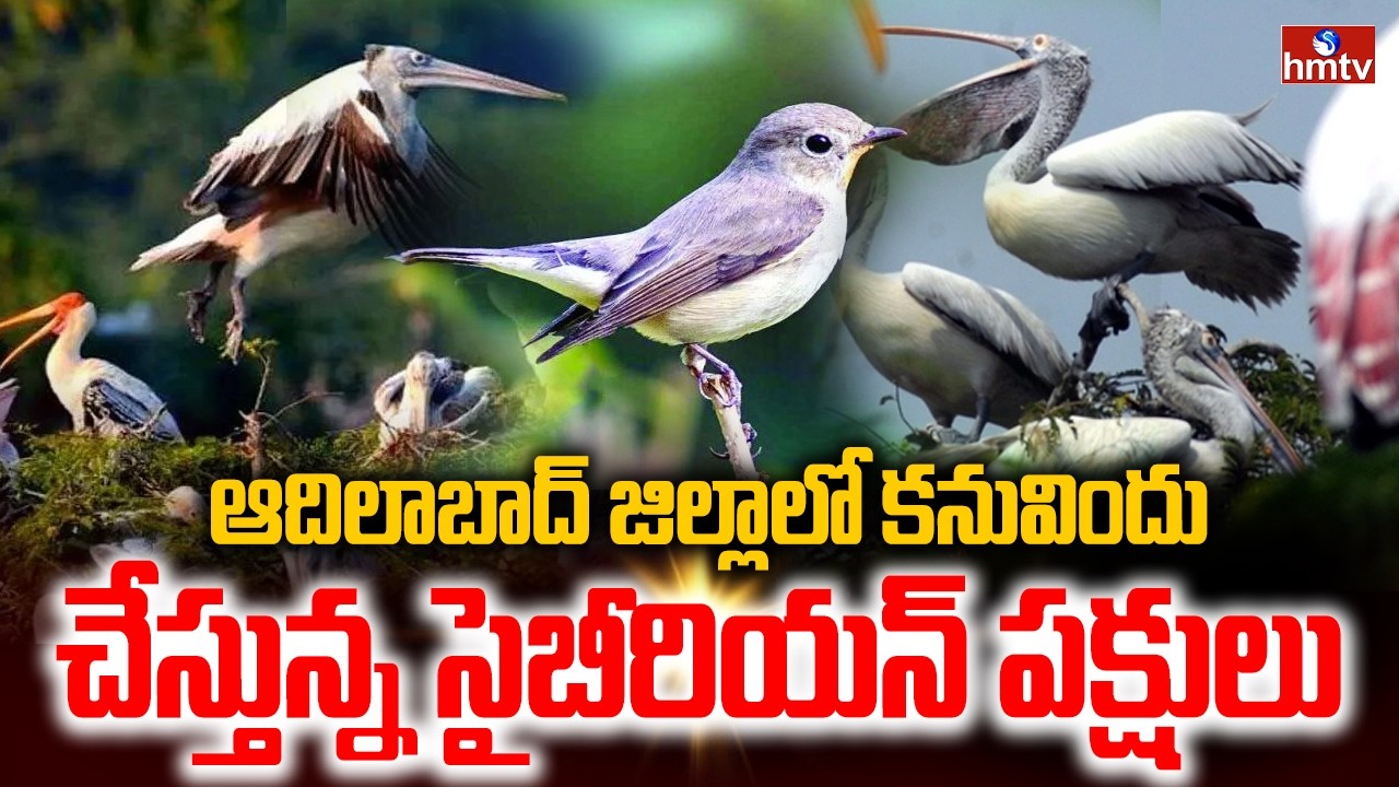 ఆదిలాబాద్ జిల్లాలో కనువిందు చేస్తున్న సైబీరియన్ పక్షులు | Siberian Birds In Adilabad Dist | hmtv