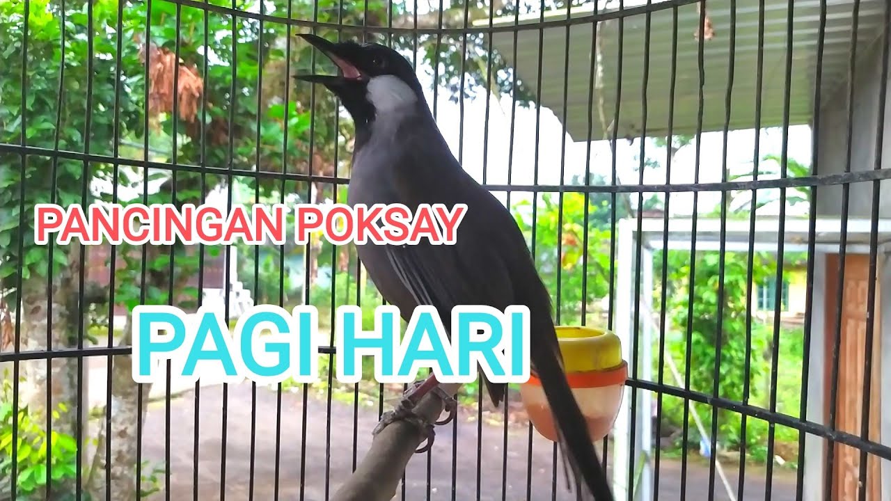 poksay Hongkong gacor ampuh PANCING POKSAY macet bunyi