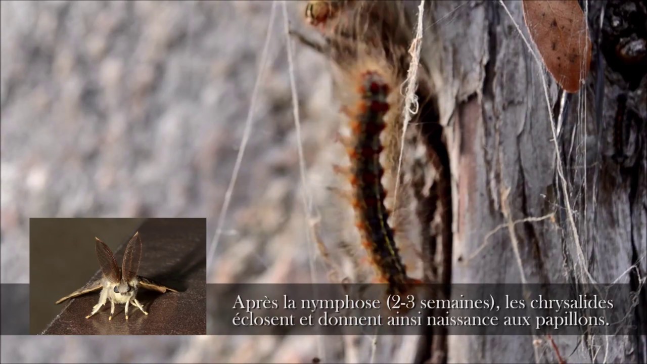 Bombyx disparate (Lymantria dispar)