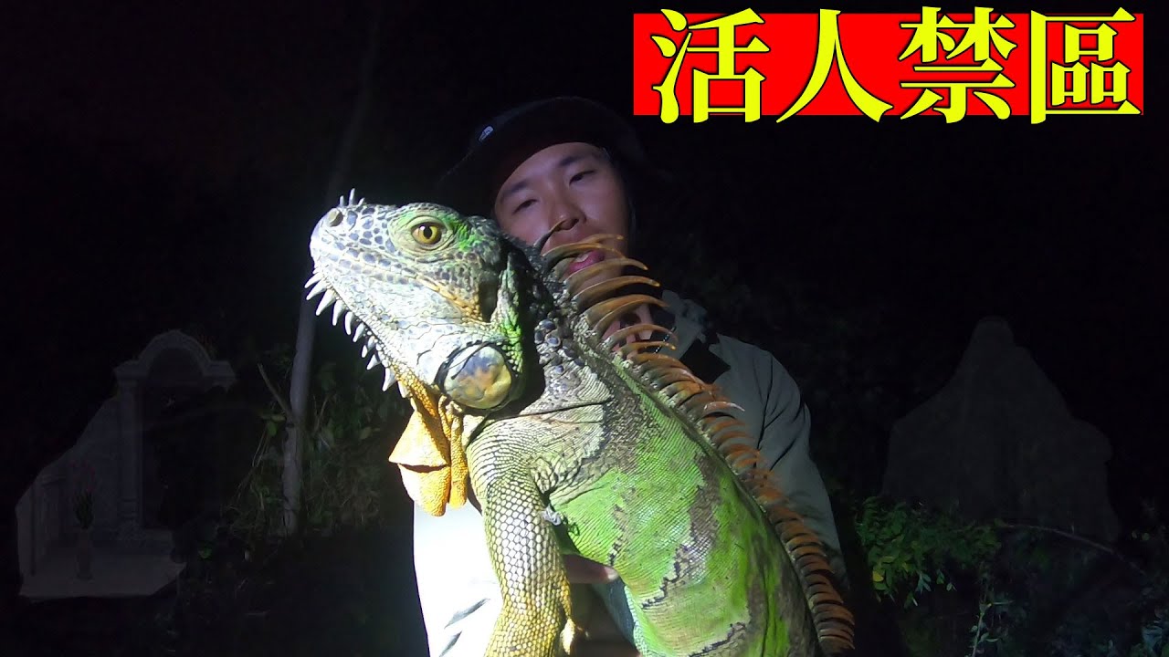 墓仔埔也敢去！！為了抓這些傢伙上刀山下油鍋在所不辭！！６３隻綠鬣蜥捕獲！