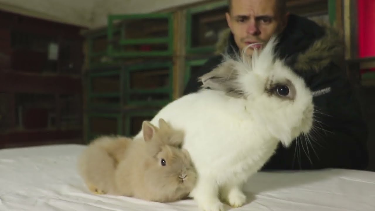 Prezentarea tuturor iepurașilor mei! Am mai cumpărat un rex pitic😱