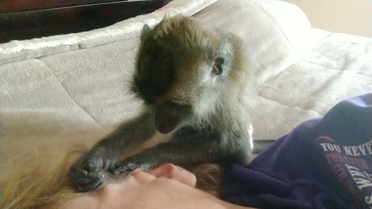 The Tiny Fingers Of Ralphie D ASMR