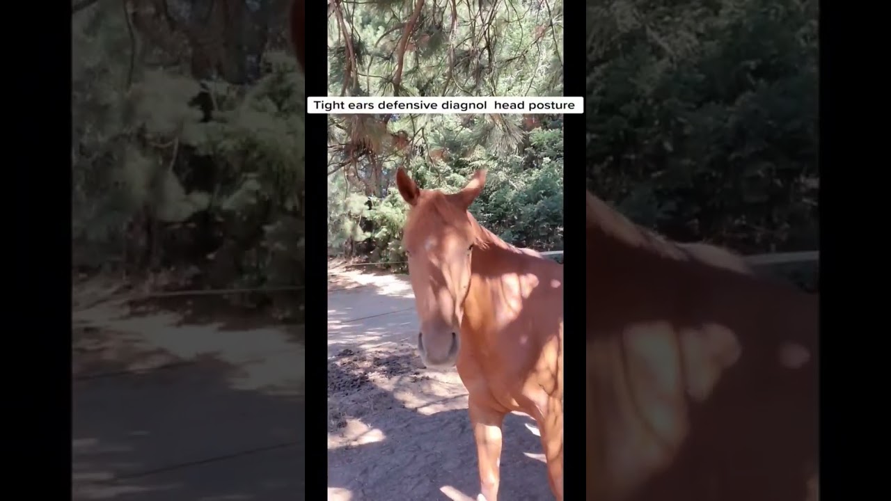 Defensive Fearful Horse Behavior