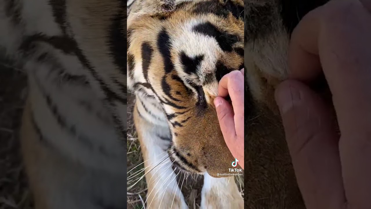 Petting a tiger #shorts