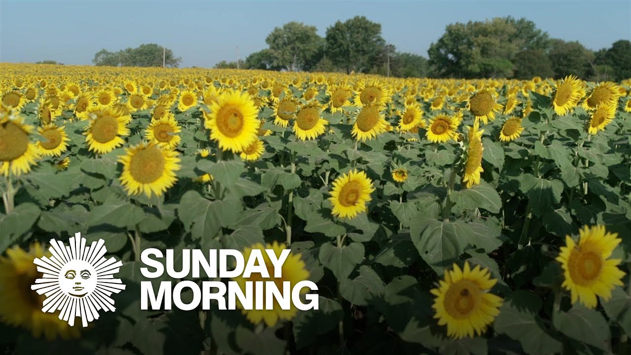Sunflowers in bloom