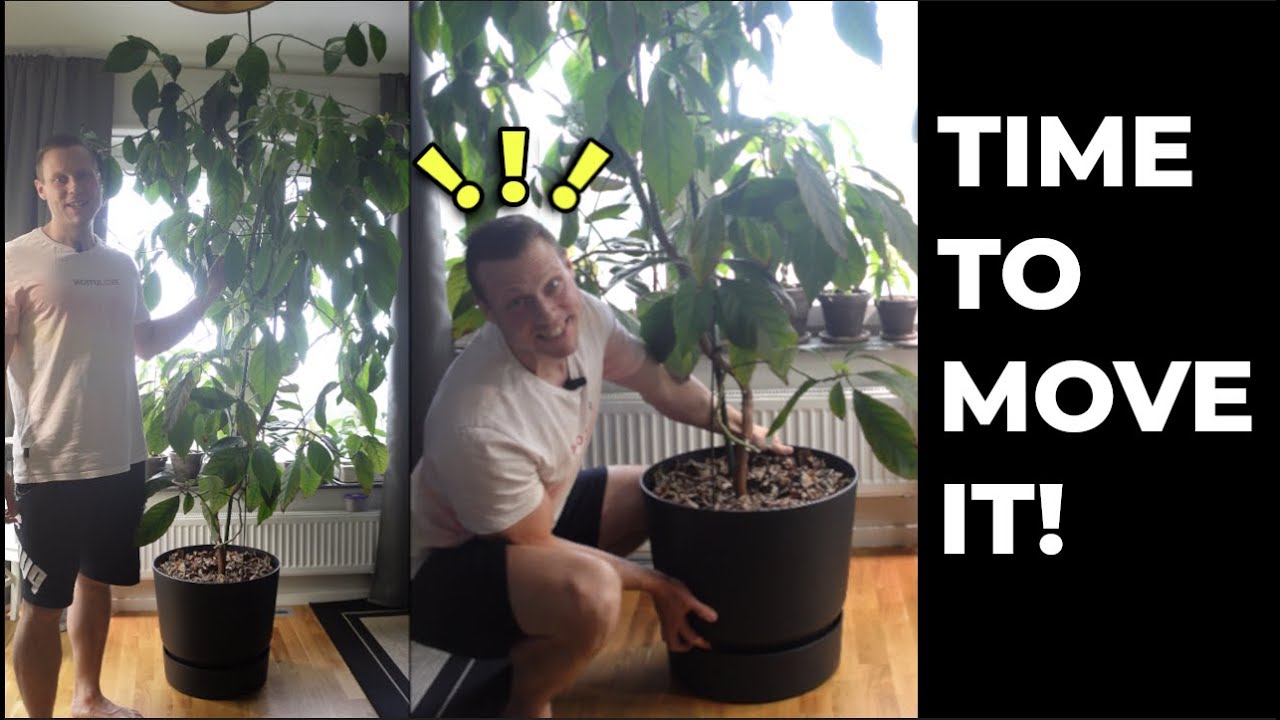 Moving My Huge 6 Year Old Avocado Tree To a New Home