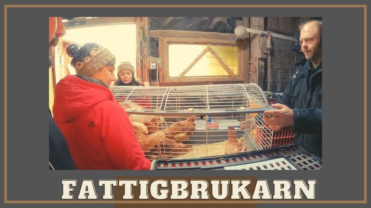 Hämtar höns på Furulunds Gård!