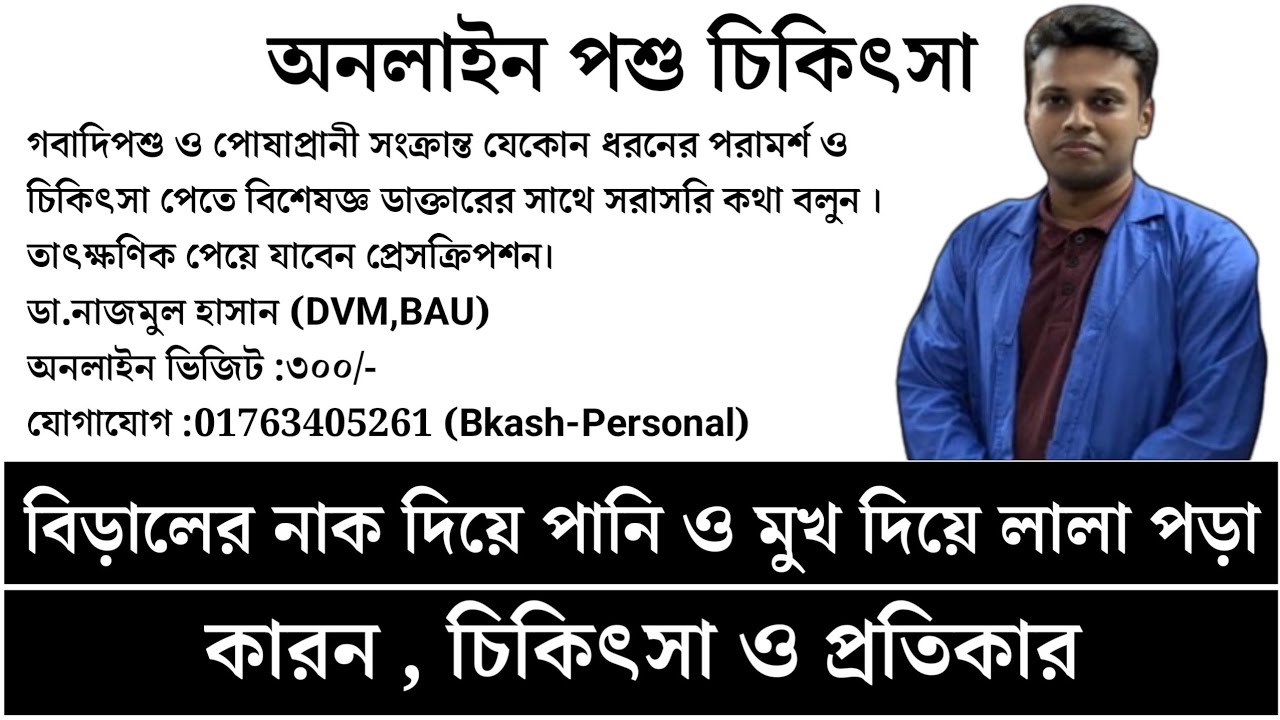 বিড়ালের নাক দিয়ে পানি ও মুখ দিয়ে লালা পড়া – কারণ ও করণীয় (বিস্তারিত)