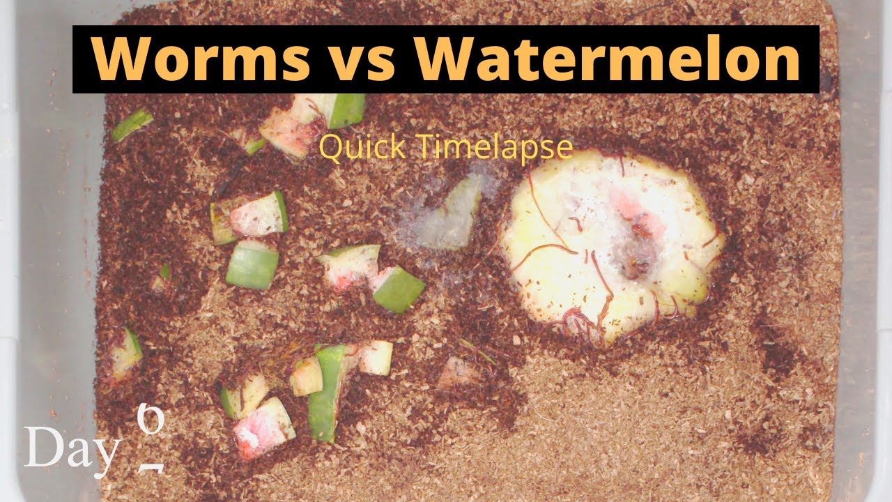 Worms vs Watermelon Chunks Fast Time lapse