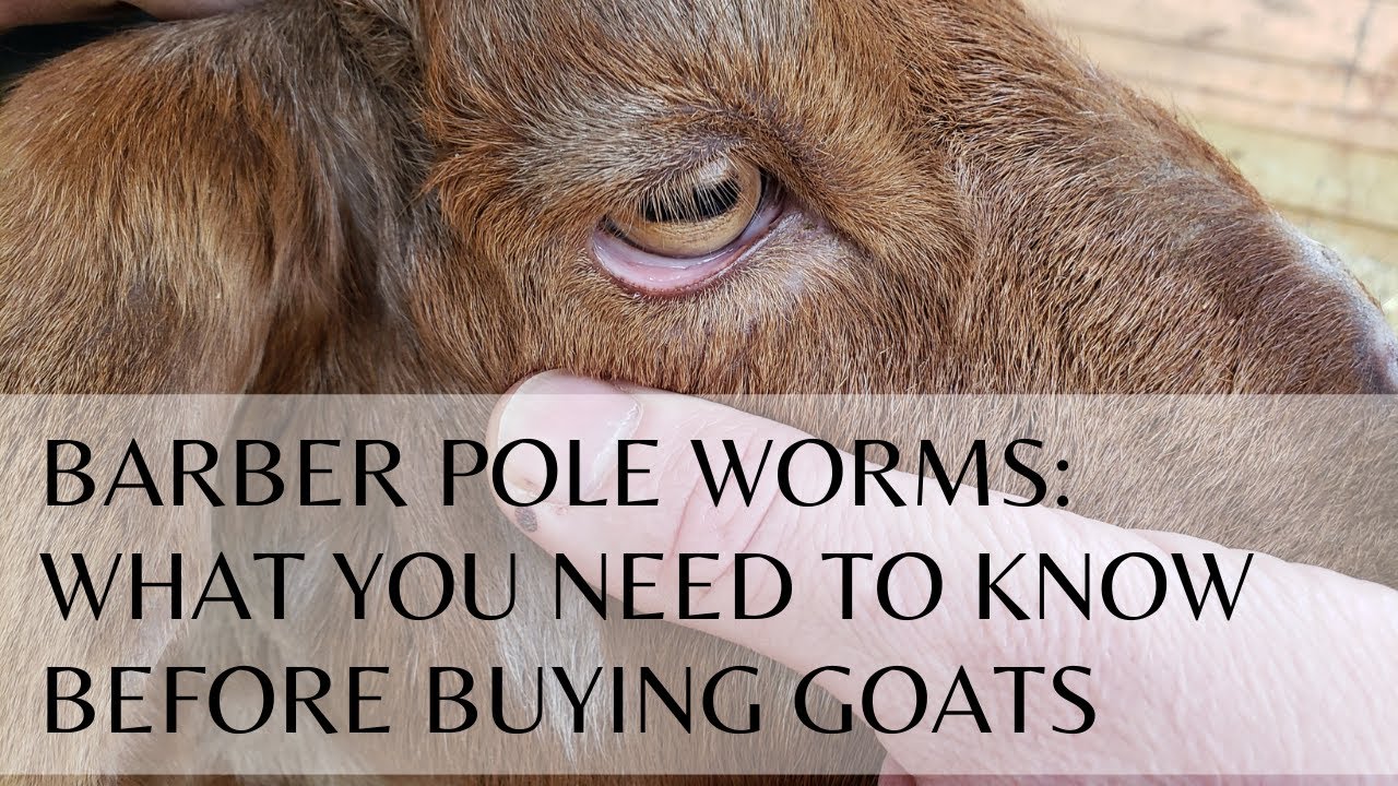 Barber Pole Worms | What You Need to know Before Buying Goats