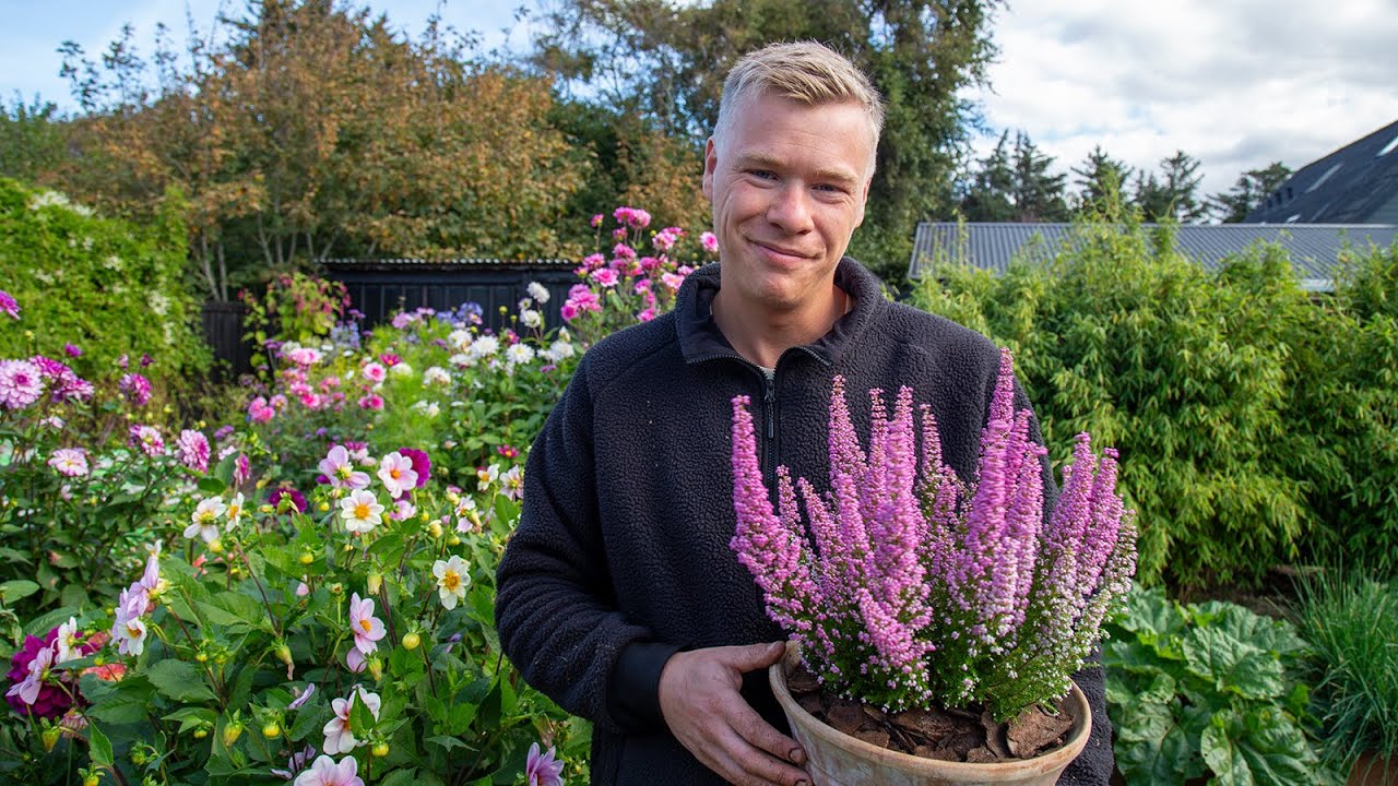 Frede fra Udkansk: Lyng i krukker