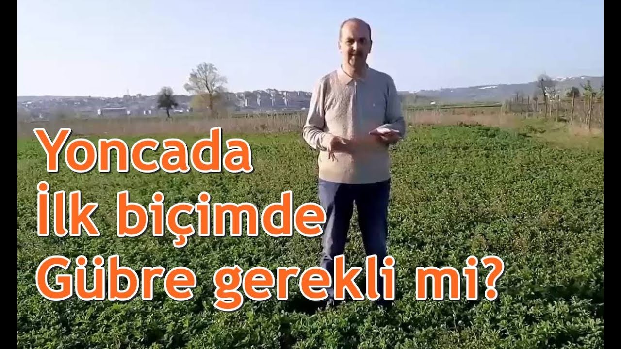 #yonca da ilk biçimde gübre gerekli mi?