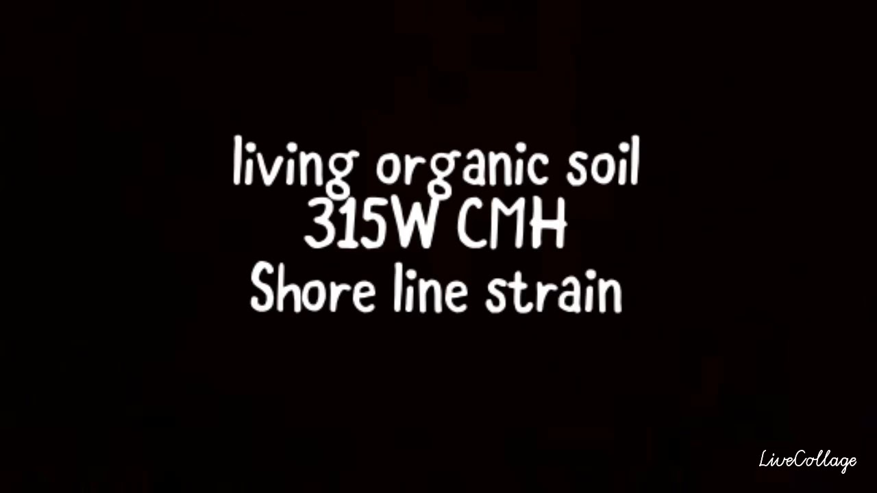 weed/cannabis organic living soil 315 watt CMH 4x4 bed