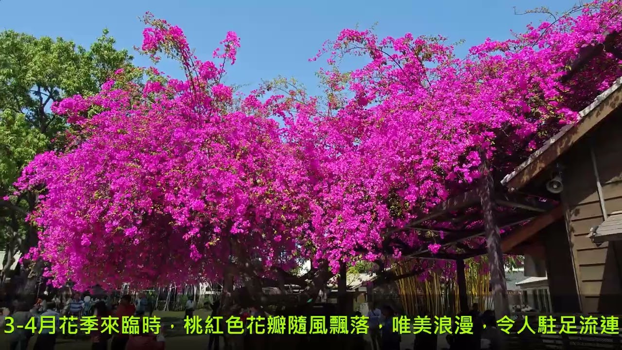 202503九重葛寫真