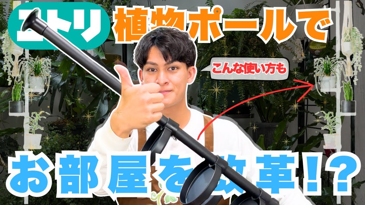 【観葉植物ポール比較】ニトリごめん…正直こっちのポールの方が良かった