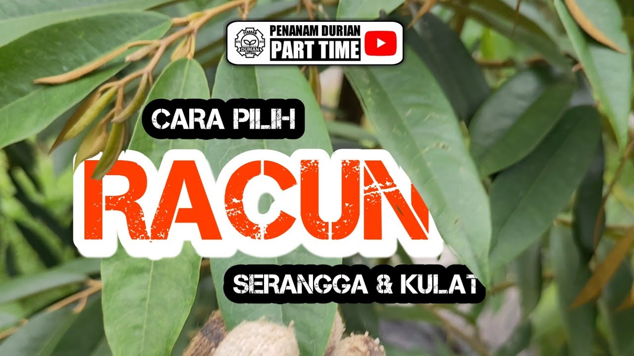 Cara Pilih Racun Serangga dan Kulat