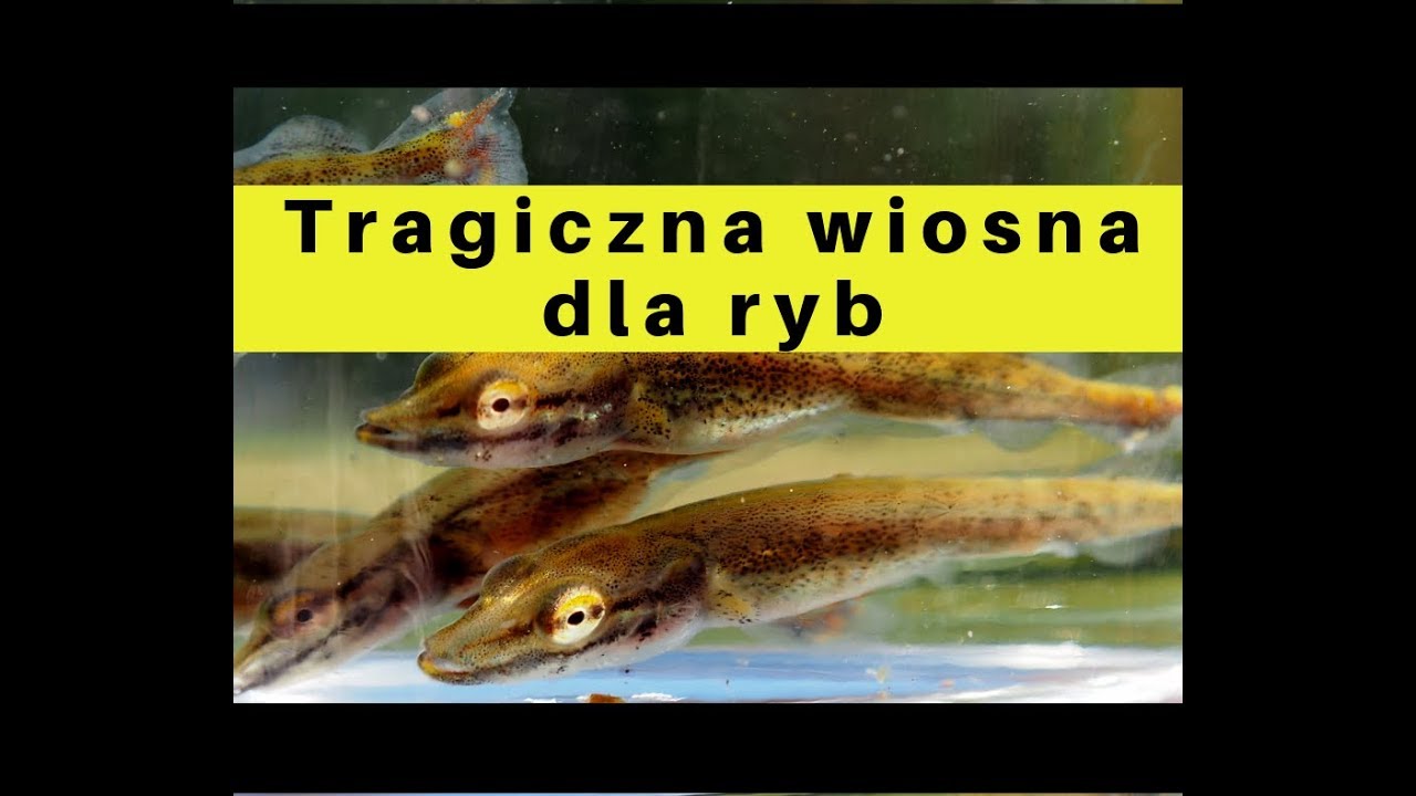 Tragiczna wiosna dla ryb. Ratuj Ryby.
