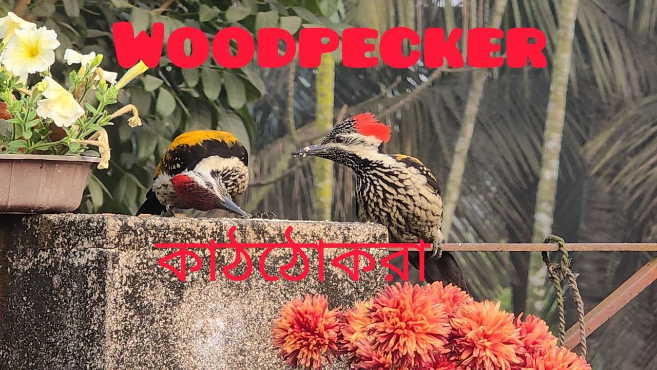 Woodpecker feeding l কাঠঠোকরার খাদ্যগ্রহন । birds daily suffering for food l beautiful nature l
