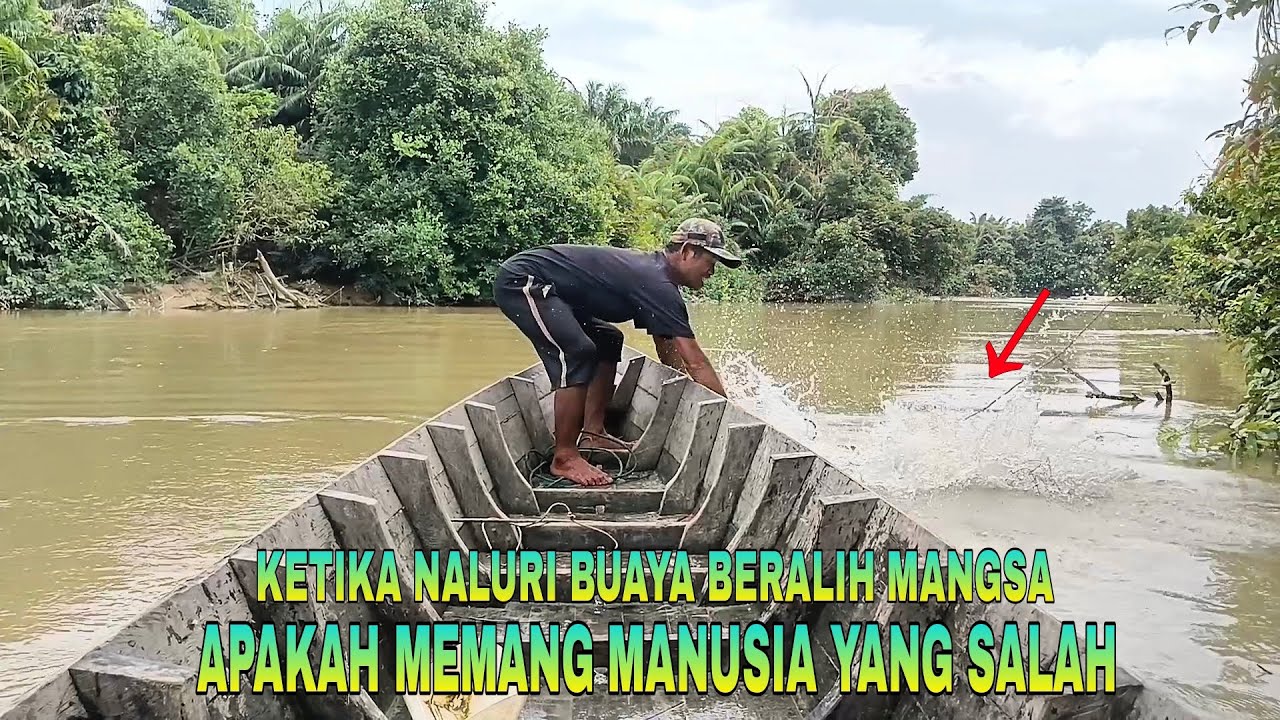Ketika naluri buaya beralih mangsa ‼️Apakah memang manusia yang salah ⁉️😭😭😭