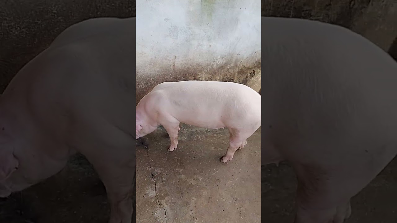 NOVOS ANIMAIS NA GRANJA (SUINOCULTURA) 