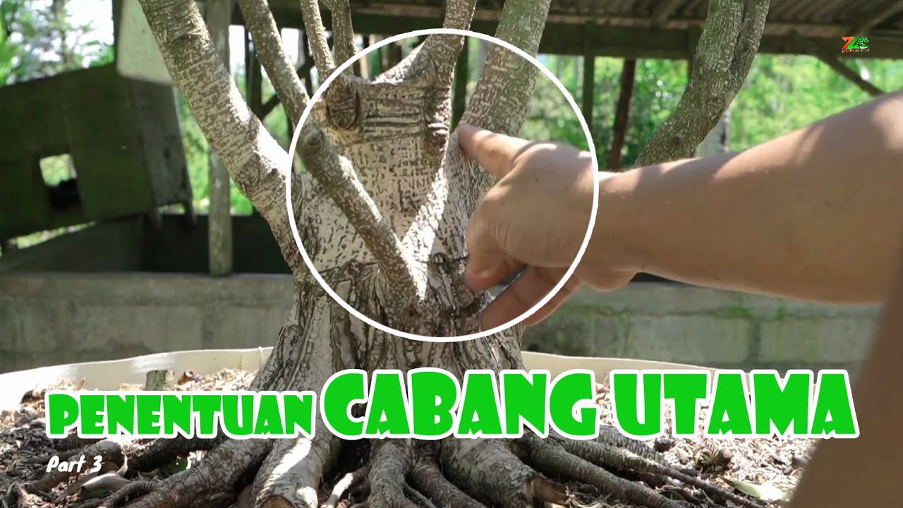 MENENTUKAN CABANG 1,2,3 DAN 4 PADA AWAL PROGRAM