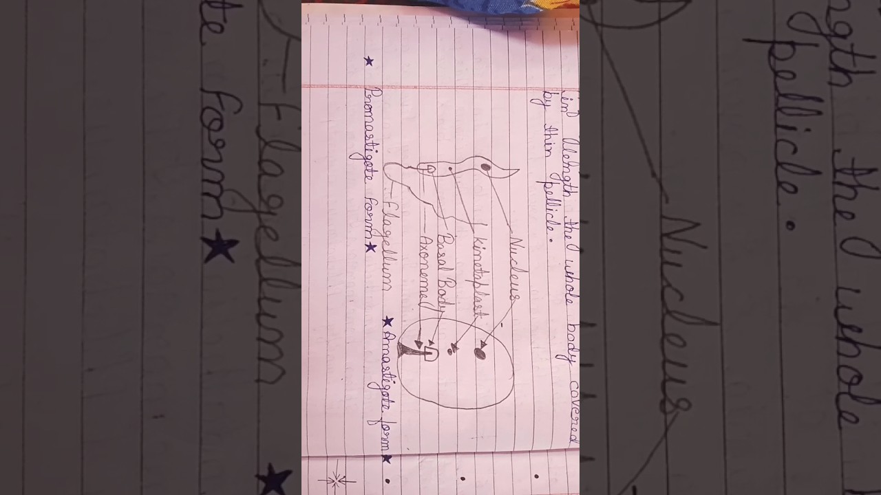 promastigote & amastigote diagram