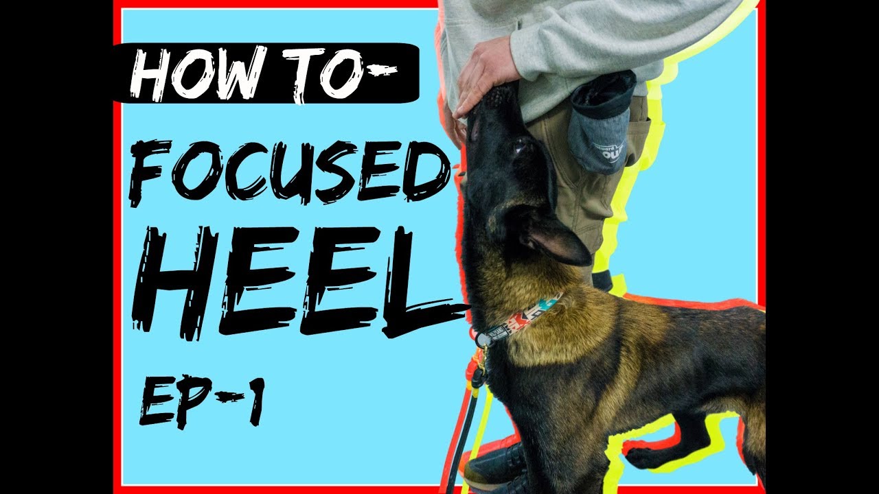 Introduction to competitive heeling and competitive obedience heel work
