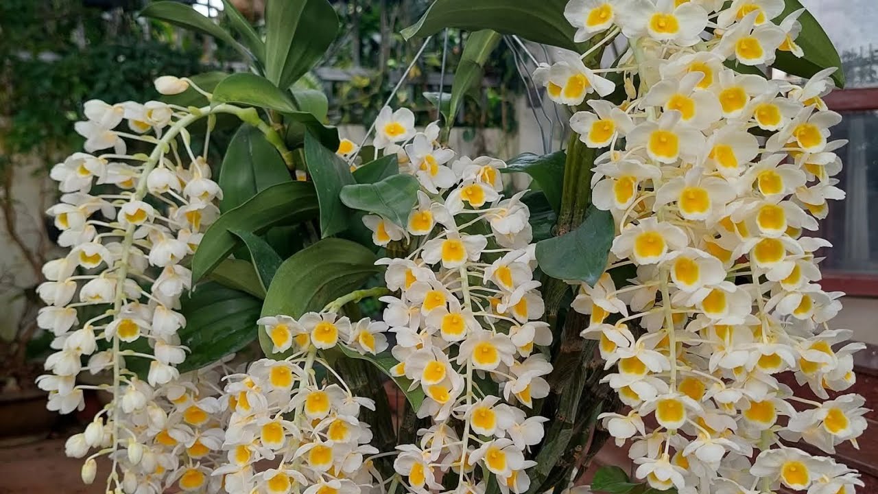 SIÊUĐẸP RẺ TỐI 1/2.HỌNG HỒNG,KIỀU TÍM,CÁO NB,GÀ,HỒ ĐIỆP,SATO,ĐENRO,SONG HỶ(0849490188/0396164604