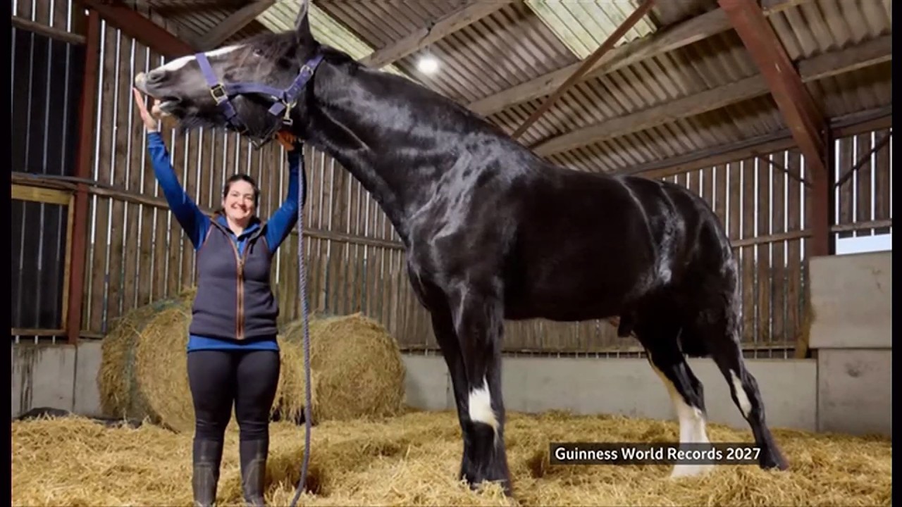 'He's massive!' Meet Hugo, the world's tallest horse - record holder (UK/Global) 10/Sep/2026