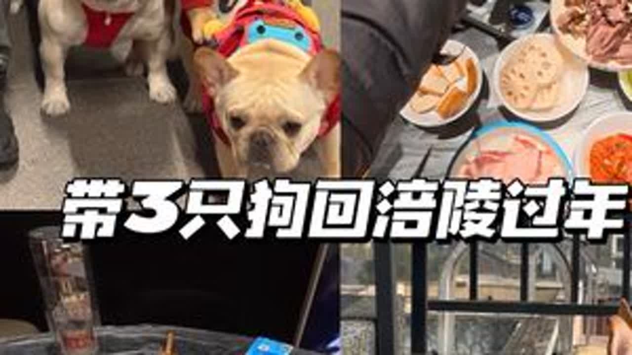 vlog080｜2人3宠家庭🏠小家团年后带三只猪猪回涪陵过年啦🧨#法斗 #涪陵 #日常vlog #养宠人